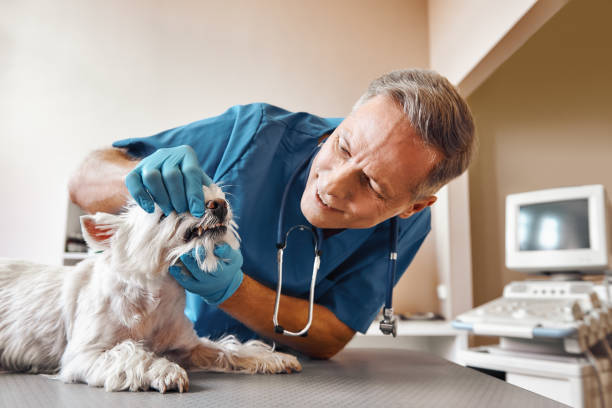 Best Emergency Treatment for Dental Infections or Abscesses in Collinsburg, PA